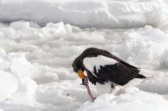 Steller's sea eagle (Haliaeetus pelagicus) eating a fish, Russia Steller's sea eagle, Haliaeetus