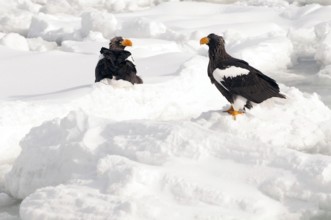 Steller's sea eagle (Haliaeetus pelagicus) couple on the pack, Russia Steller's sea eagle,