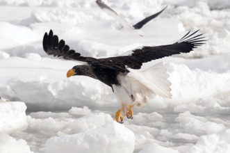 Steller's sea eagle (Haliaeetus pelagicus) flyng on the pack, Russia Steller's sea eagle,