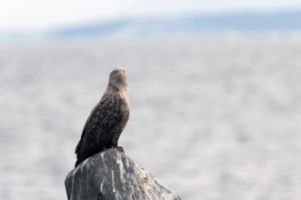 White-tailed Sea-eagle (Haliaeetus albicilla), Japan Sea-eagle, White-tailed, Haliaeetus albicilla,