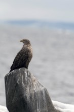 White-tailed Sea-eagle (Haliaeetus albicilla), Japan Sea-eagle, White-tailed, Haliaeetus albicilla,