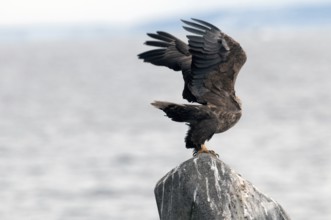 White-tailed Sea-eagle take-off (Haliaeetus albicilla), Japan Sea-eagle, White-tailed, Haliaeetus