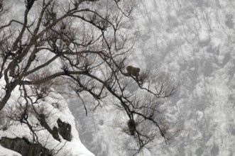 Japanese macaque or snow japanese monkey in a tree (Macaca fuscata), Japan Monkey-Japanese, Macaca