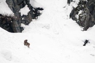 Japanese macaque or snow japanese monkey, mom and baby in the snow (Macaca fuscata), Japan