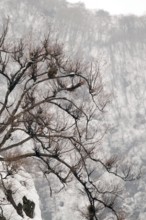 Japanese macaque or snow japanese monkey in a tree (Macaca fuscata), Japan Monkey-Japanese, Macaca