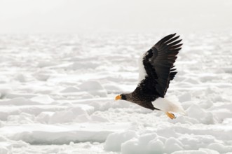 Steller's sea eagle (Haliaeetus pelagicus) flying, Russia Steller's sea eagle, Haliaeetus