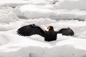 Steller's sea eagle (Haliaeetus pelagicus) on the pack, Russia Steller's sea eagle, Haliaeetus