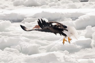 Steller's sea eagle (Haliaeetus pelagicus) flying, take-off with fish, Russia Steller's sea eagle,