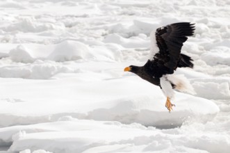 Steller's sea eagle (Haliaeetus pelagicus) flying, take-off, Russia Steller's sea eagle, Haliaeetus