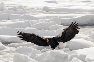 Steller's sea eagle (Haliaeetus pelagicus) flying, landing, Russia Steller's sea eagle, Haliaeetus
