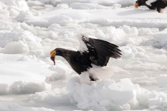 Steller's sea eagle (Haliaeetus pelagicus) eating a fish, Russia Steller's sea eagle, Haliaeetus