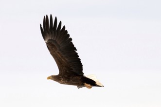 White-tailed Sea-eagle flying (Haliaeetus albicilla), Russia Eagle-rabalva, rabalva, Haliaeetus