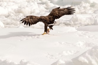White-tailed Sea-eagle eating a fish on the pack (Haliaeetus albicilla), Russia Eagle-rabalva,