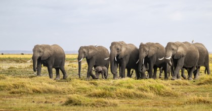 African elephant (Loxodonta africana) large herd with young animals and herons (Bubulcus ibis),