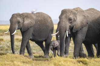 African elephant (Loxodonta africana) adult with young and heron (Bubulcus ibis), Amboseli National
