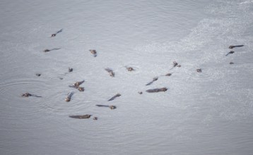 Group of hippos (Hippopatamus amphibius) in water, aerial view, Okavango Delta, Botswana