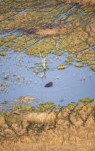 Hippopotamus (Hippopatamus amphibius) in water, freshwater marshland, marshland on a lake, aerial