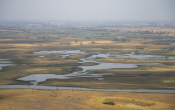 River landscape and grazing herd of cows, aerial view, Okavango Delta, Botswana