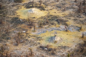 Dry savanna with yellow grass and termite hills, aerial view, Okavango Delta, Botswana