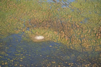 Freshwater marshland, marshland, aerial view, Okavango Delta, Botswana