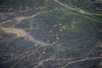 Herd of impalas (Aepyceros melampus), aerial view, Okavango Delta, Botswana