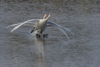Two swans fly gracefully across a quiet pond, their wide-spreading wings illuminated by soft