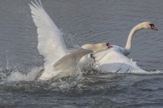 Swan chases rivals across a calm body of water. One of the swans squirts and brings life to the