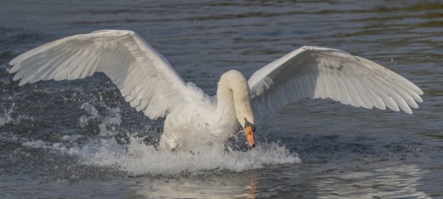 Majestic Swan Runs on Water on a Calm Water Surface The sun's rays illuminate the scene and create