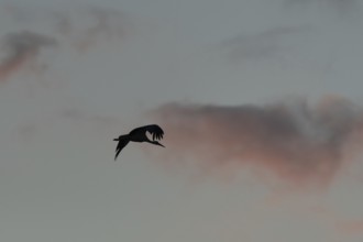 The big bird white stork (Ciconia ciconia) glides through the evening sky, past colorful clouds.