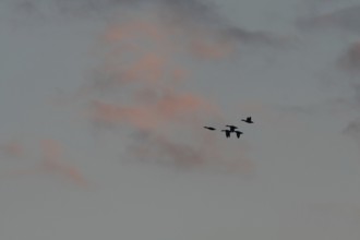 Birds fly in groups in the sky, which is painted in warm colors at sunset. Red and purple clouds
