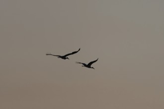Two majestic white stork birds (Ciconia ciconia) fly together in the Twilight sky and stand on a