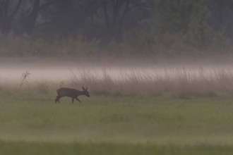 A deer stands peacefully in a green meadow, surrounded by light fog. It is evening and the sunlight
