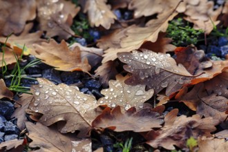Autumnal oak leaves (Quercus) on a soil of gravel and small plants, covered with drops of water,