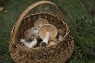Icker basket full of collected wild mushrooms in the forest. Autumn foraging and nature concept.