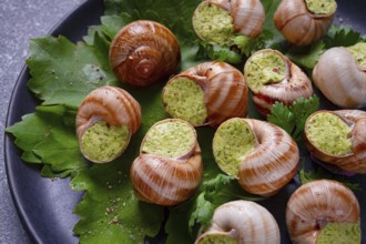 Grape snails, stuffed in burgundy, french cuisine