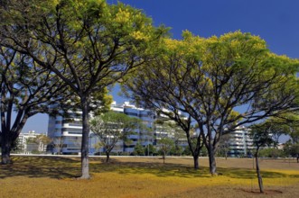 Eixo Rodoviário Norte - Árvores Floridas, Brasilia, DF, Brazil