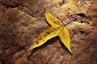 Liquidâmbar leaf, Liquidambar Styraciflua, Santo Antônio do Pinhal, São Paulo, Brazil