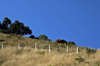 Horses, Santo Antônio do Pinhal, São Paulo, Brazil
