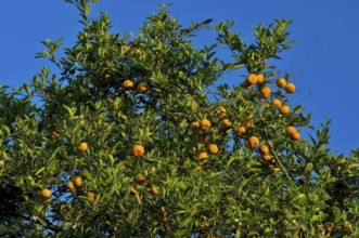 Rose Lemon, Santo Antônio do Pinhal, São Paulo, Brazil
