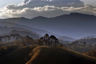 Araucárias, Serra da Mantiqueira, Santo Antônio do Pinhal, São Paulo, Brazil