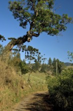Road, Serra da Mantiqueira, Santo Antônio do Pinhal, São Paulo, Brazil