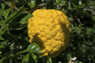 Cidre, Sidra, Citrus Medica, Santo Antônio do Pinhal, São Paulo, Brazil