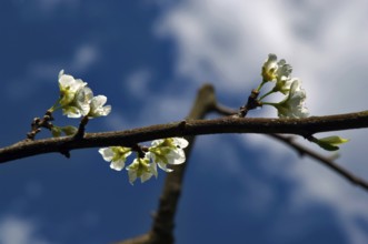 Apple Flower, Santo AntÔnio do Pinhal, São Paulo, Brazil