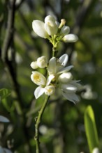Tahiti lemon flower, Citrus Latifolia, Santo Antônio do Pinhal, São Paulo, Brazil
