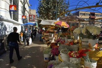 Flowers Salesperson, Valparaiso, Chile