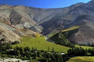 Paihuano, Field Grapes, Santiago, Chile