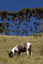 Araucária, Santo Antônio do Pinhal, São Paulo, Brazil