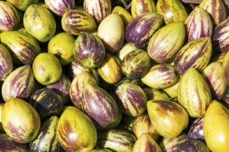 Sweet cucumber, Mercado Cardonal, Barrio de Amendral, Valparaiso, Chile