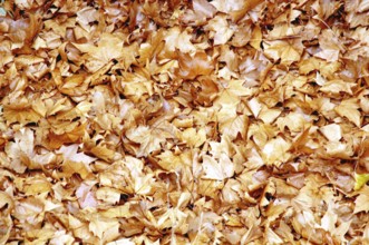 Plátanos, Marple, Rancágua, Santiago, Chile