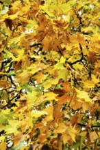 Plátanos, Marple, Rancágua, Santiago, Chile